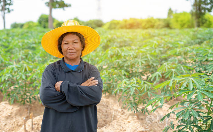 聪明的农场主双手交叉在木薯地里