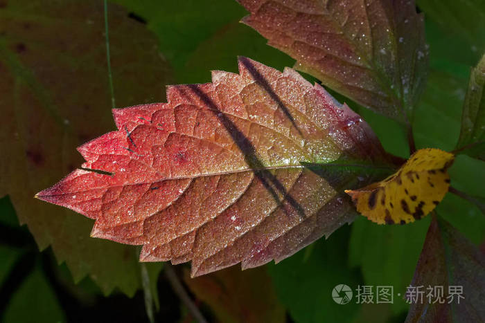 季节 风景 阳光 林地 乡村 公园 秋天 颜色 追踪 旅行