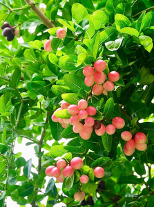 树上有叶子的卡隆达水果图片