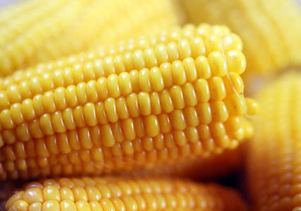 季节美味的宏黄色美味鲜熟黄玉米特写照片