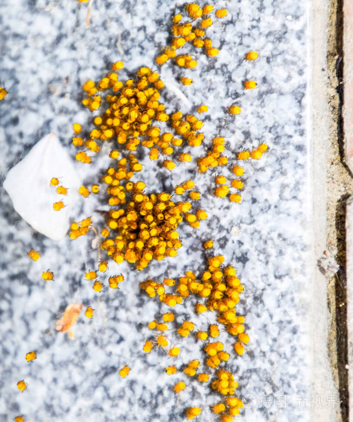 幼小的蜘蛛从巢里的卵中孵化出来新生儿菌落