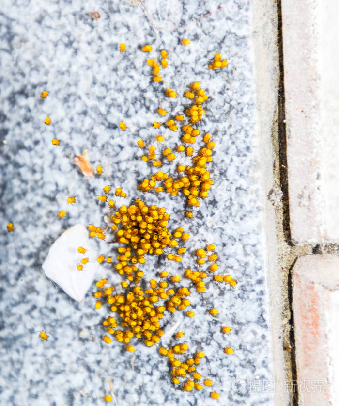 幼小的蜘蛛从巢里的卵中孵化出来新生儿菌落