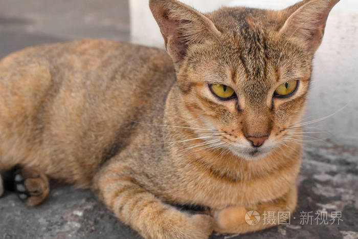 棕色的猫黄色的眼睛和新月形的黑色眼睛