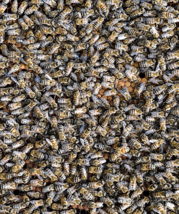 蜂巢里密集的蜂群蜜蜂群中工作的蜜蜂雄蜂和子宫蜜蜂昆虫的聚集