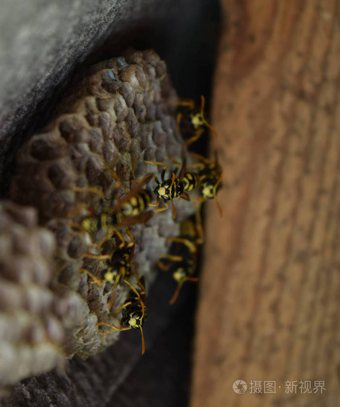 黄蜂窝上面坐着黄蜂黄蜂抛光剂近距离拍摄的黄蜂家族的巢