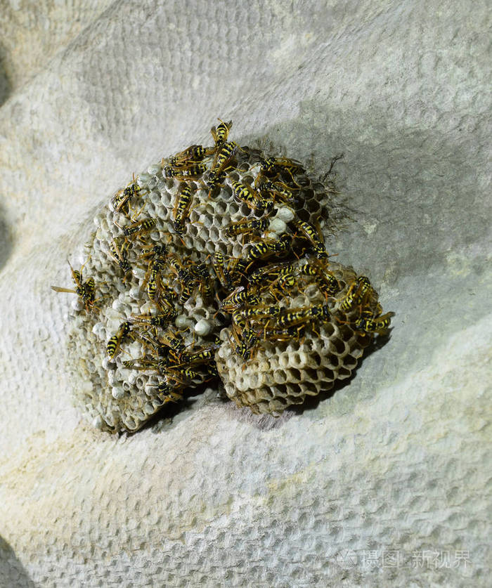 黄蜂窝上面坐着黄蜂黄蜂抛光剂近距离拍摄的黄蜂家族的巢