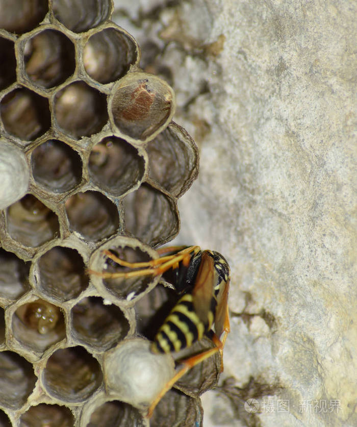 黄蜂窝上面坐着黄蜂黄蜂抛光剂近距离拍摄的黄蜂家族的巢