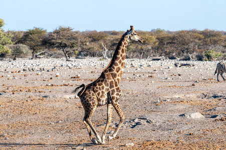 伊托沙一只飞驰的长颈鹿图片