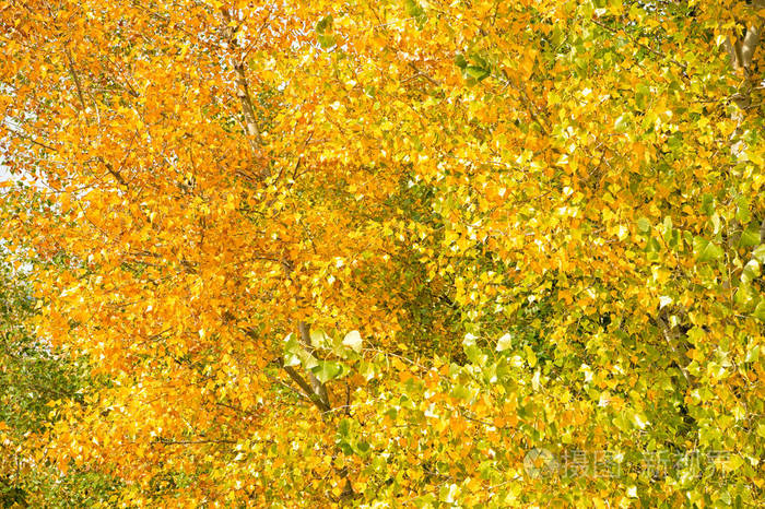 黄绿相间的白杨树叶树枝秋天的季节明亮的秋叶落叶颜色现象秋叶概念
