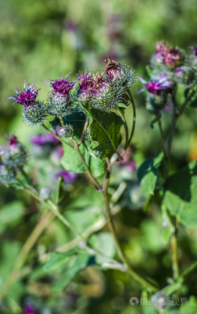 牛蒡花照片 正版商用图片2ndffq 摄图新视界