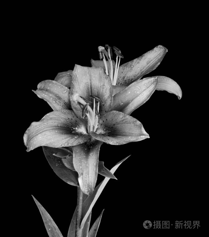 两朵紧密的百合花带雨滴单色微距黑色