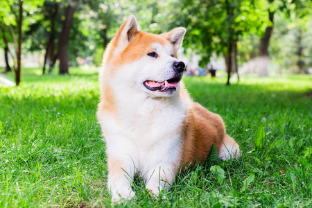 日本秋田犬图片