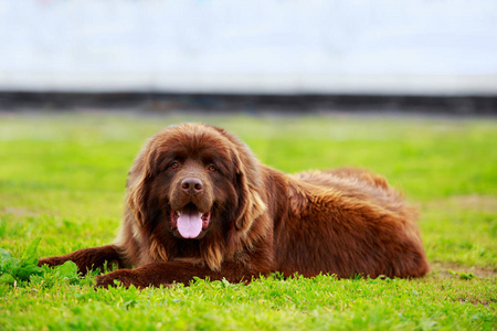 纽芬兰犬种相似素材图片 摄图新视界