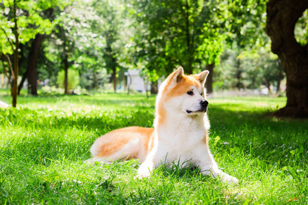 日本银狐犬图片