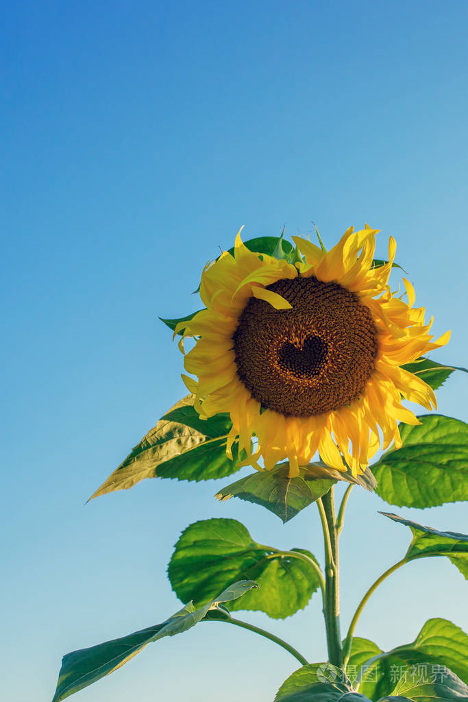 一朵向日葵里面有个心形背景是蓝天白天特写