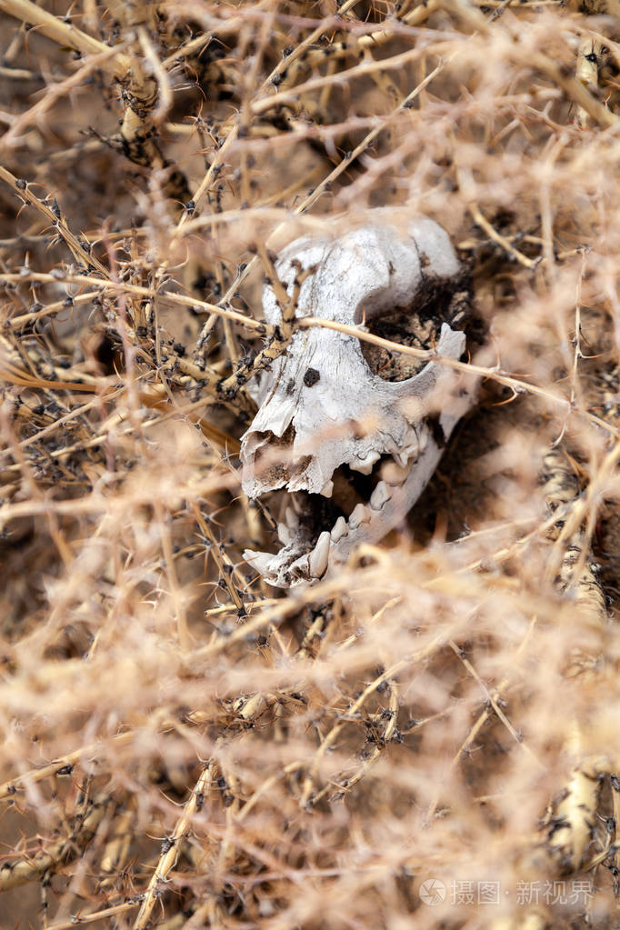 特写头骨骨头头死的小动物啮齿动物老鼠伤痕