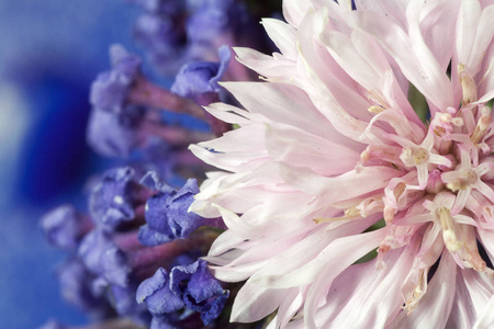 野生花卉紫罗兰科紫菀优质印花图片