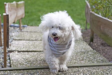 毛户外小白卷毛狗户外肖像模特可爱甜美小wh照片