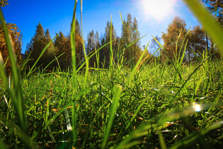 阳光透过晨曦衬托下明亮的绿色草地照片