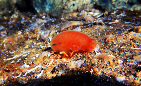 穿刺术犬前视x线闭合于胸廓标准和胸部,胸部呼吸系统和肝痛区红色突出