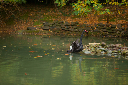 秋天美丽的黑天鹅在河里游泳图片