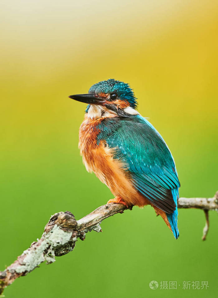 翠鸟alcedoatthis特写镜头