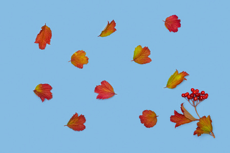 背景为秋叶和红色荚果嫩枝图片