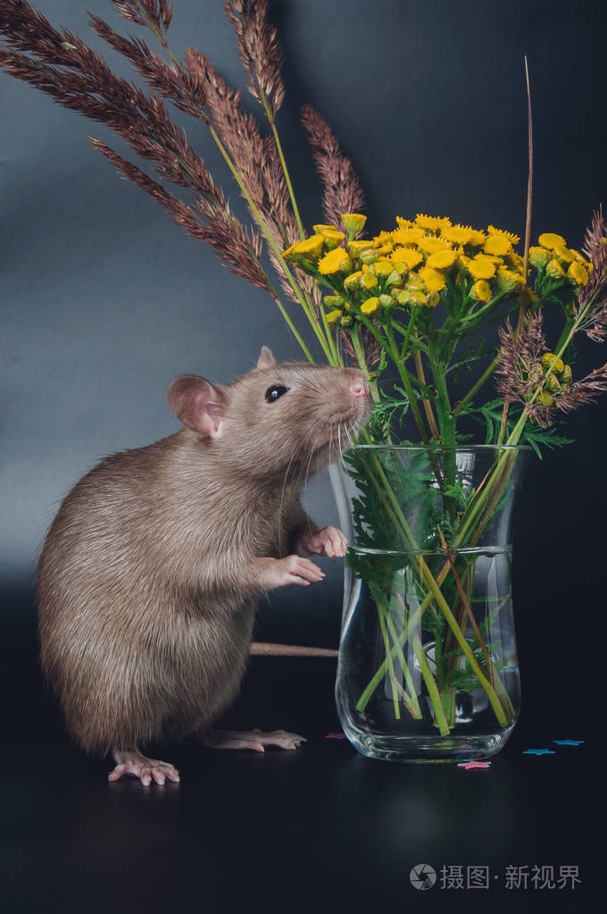 黑色背景的棕色家鼠