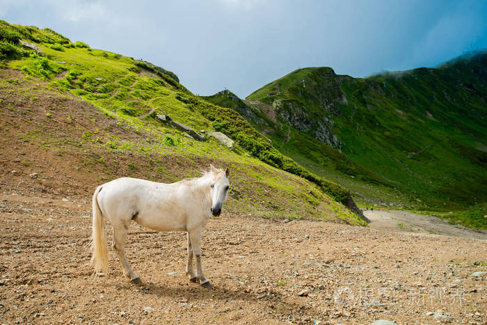 山上牧场上的白马白色野马