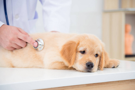 兽医用听诊器检查病犬的面部表情照片
