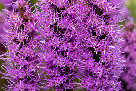 紫色的莲子草花以绿叶为背景,夏季的花朵在情节上.闭合照片