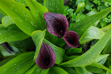 三支紫色马蹄莲图片