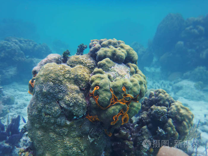 加勒比海的海底世界海底的石珊瑚或石珊瑚