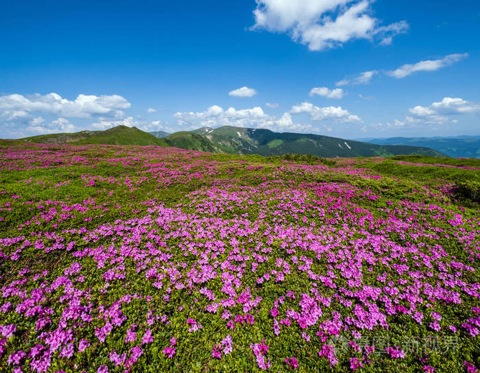 喀尔巴阡山花坡杜鹃花