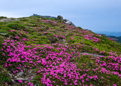 夏季山坡上粉红色的玫瑰杜鹃花图片