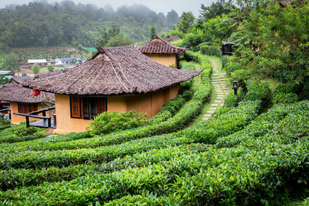 山景优美,土屋,茶园,天气晴朗,晨雾中的班拉克泰村户外绿色自然,旅游