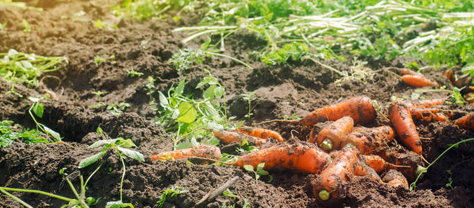 胡萝卜种植图片