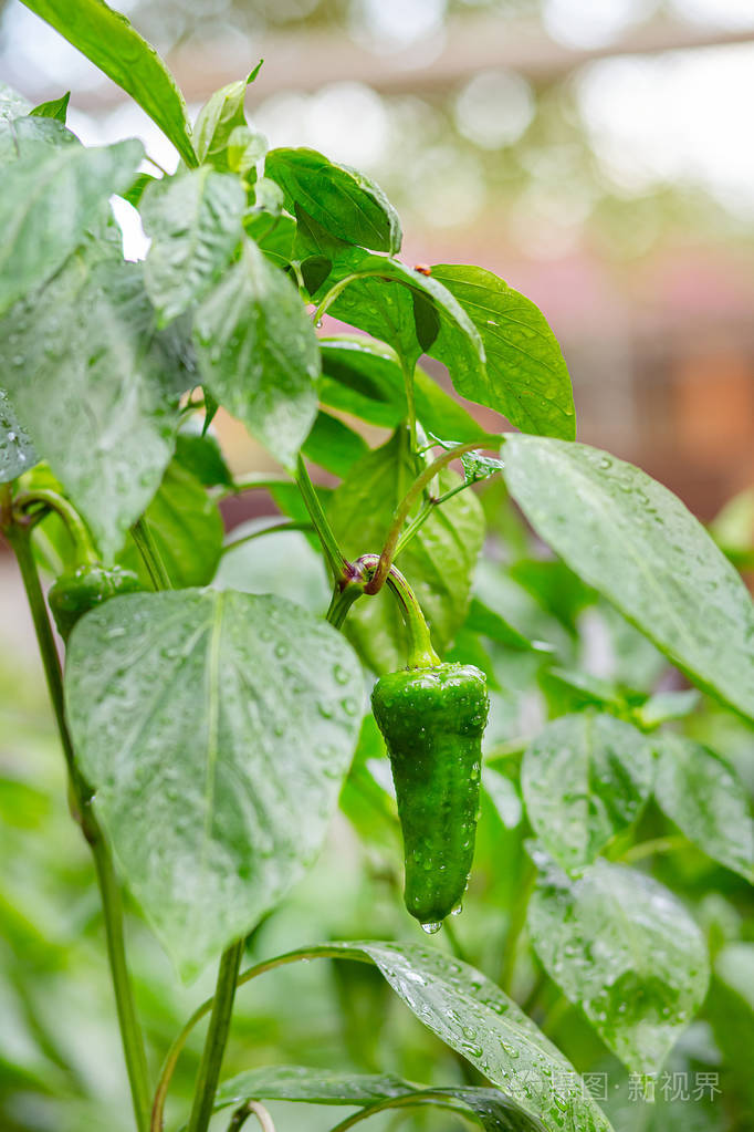 辣椒辣椒韩国辣椒青椒