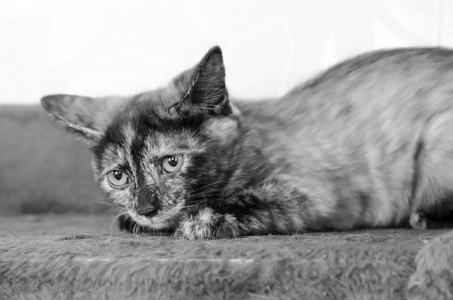 病猫躺在沙发上愁眉苦脸地看着旁边照片