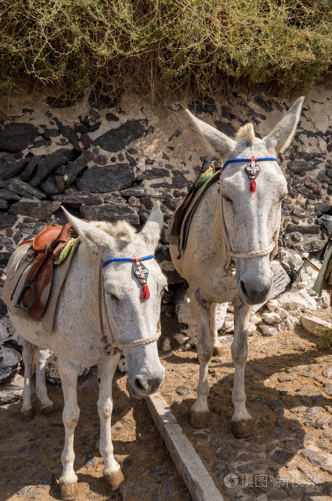 希腊圣托里尼蒂拉的驴和骡子小路照片-正版商用图片2ngclq-摄图新视界