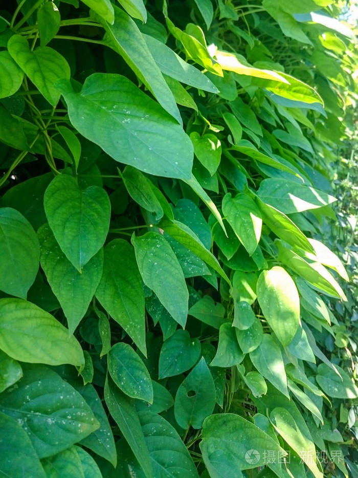 令人敬畏的厚热带藤蔓植物心形叶子