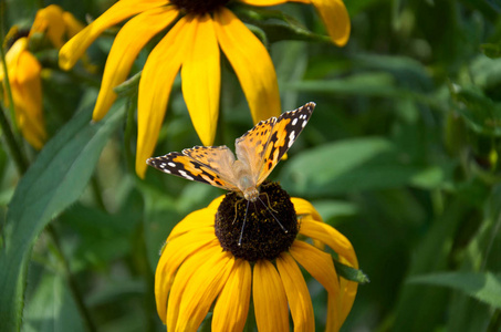 黄色花朵上的蝴蝶图片