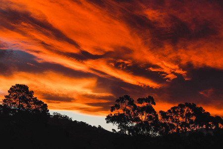红色的夕阳越过山丘和树胶树图片