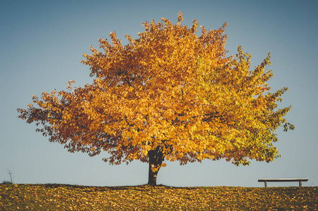 美丽的橘色树在秋天蓝天下照片