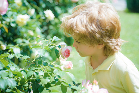 香气.那男孩闻了闻玫瑰.玫瑰丛.家庭花园.儿童与自然.春暖花开.照片