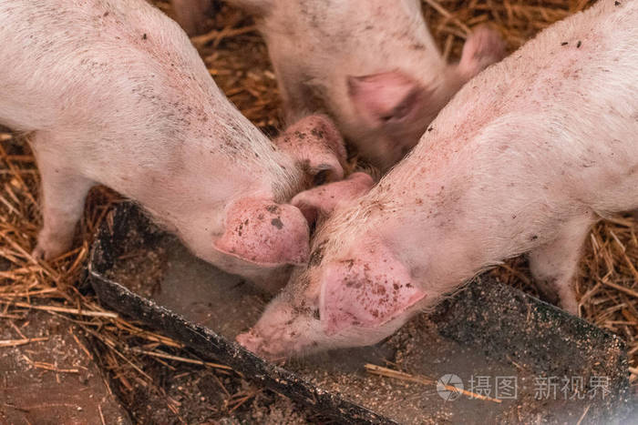 养猪可爱的粉红猪在农场的一个摊位里从槽里吃东西