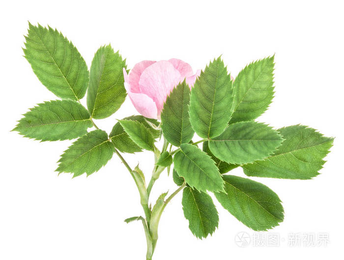 玫瑰果 罗莎犬蔷薇 花孤立在白色背景上照片 正版商用图片2nhffn 摄图新视界 玫瑰果 罗莎犬蔷薇 花孤立在白色背景上照片 正版商用图片2nhffn 摄图新视界