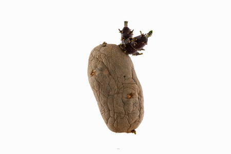 白底自然发芽的马铃薯种子图片
