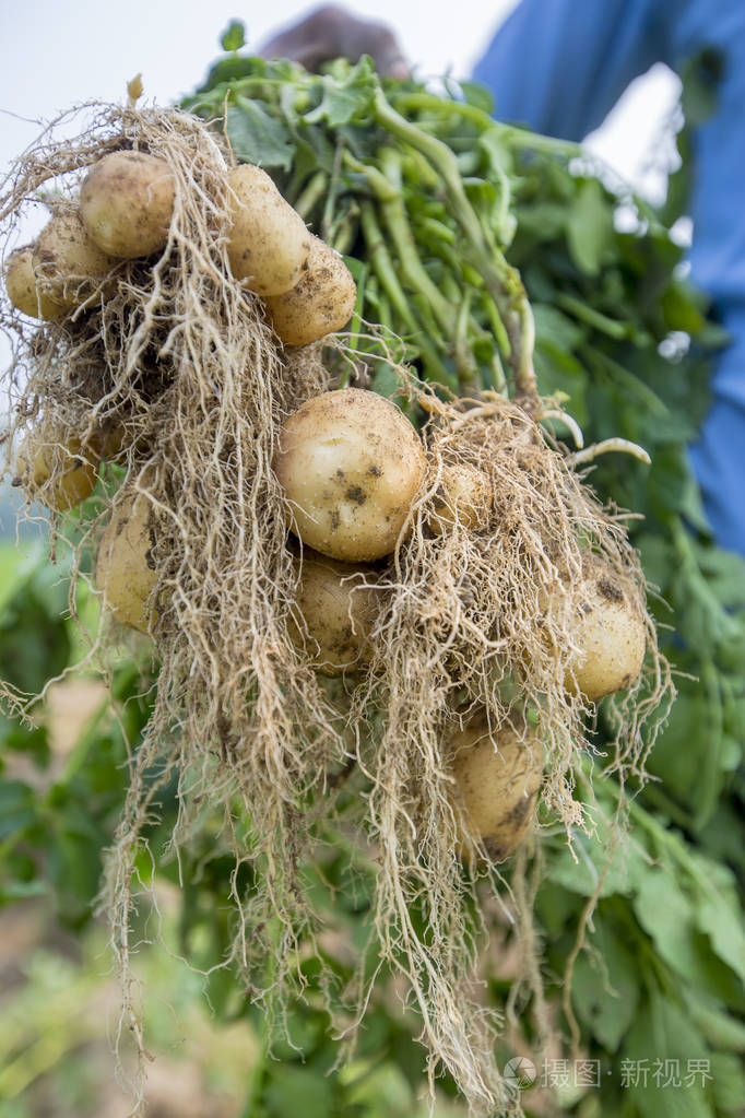 孟加拉塔库贡的一名工人正在展示根满土豆