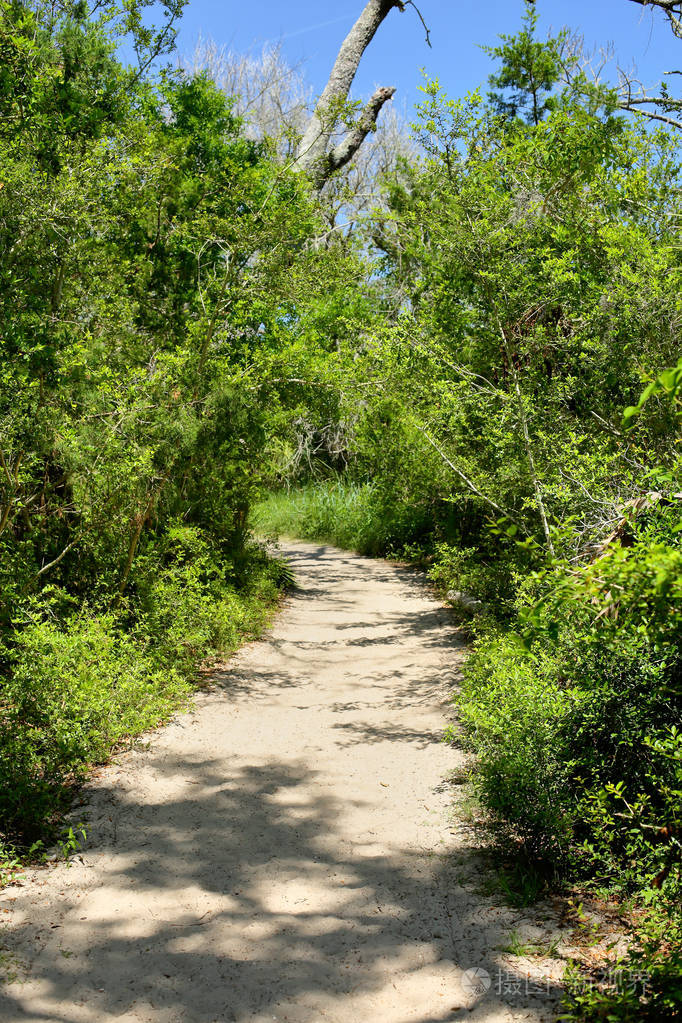 穿过佐治亚海岸森林的小路照片-正版商用图片2nhte8-摄图新视界